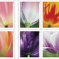 SUNRISES TULIPS and BRIGHT COLORS - Vol. - Issue 3